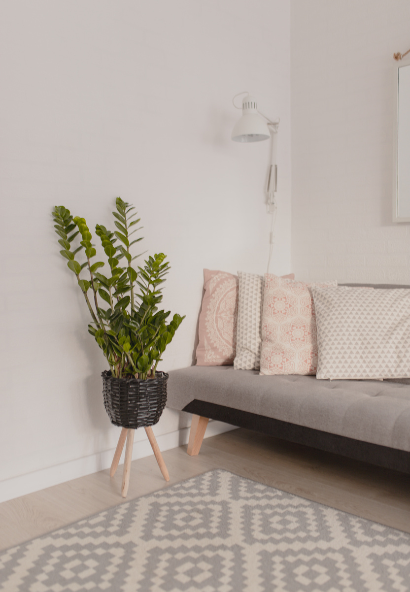 Potted plant and comfortable couch in stylish apartment